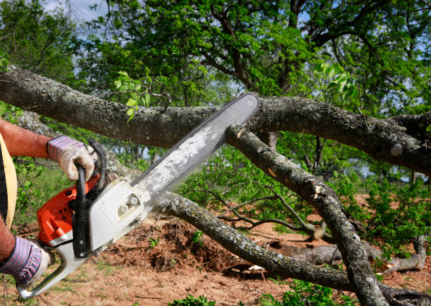 Best Tree Preservation Services  in Heber, UT